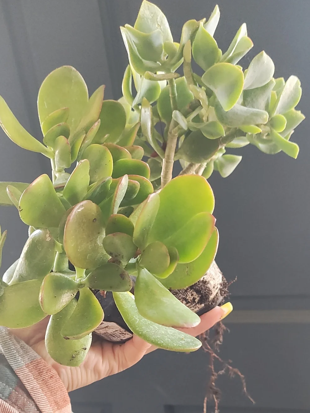 Jade CRASDULA BUNDLE Plant